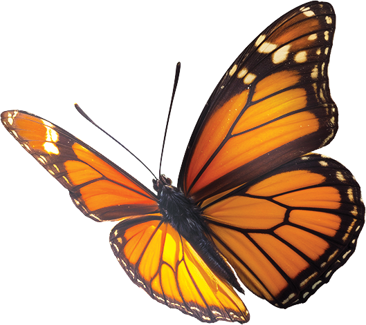 butterfly