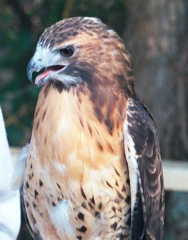 Red Tail Hawk
