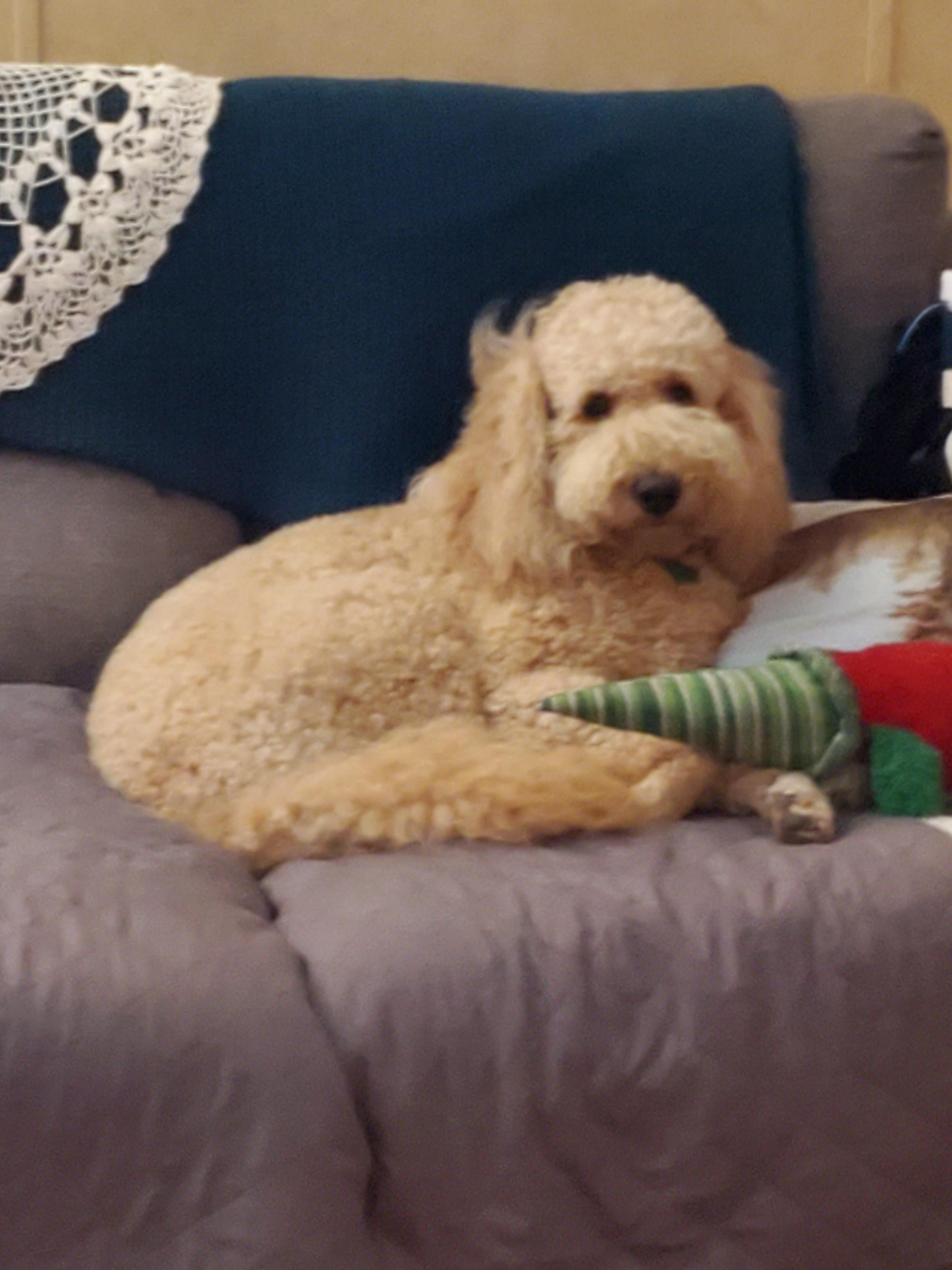 Our Golden Doodle Dog Peaches
