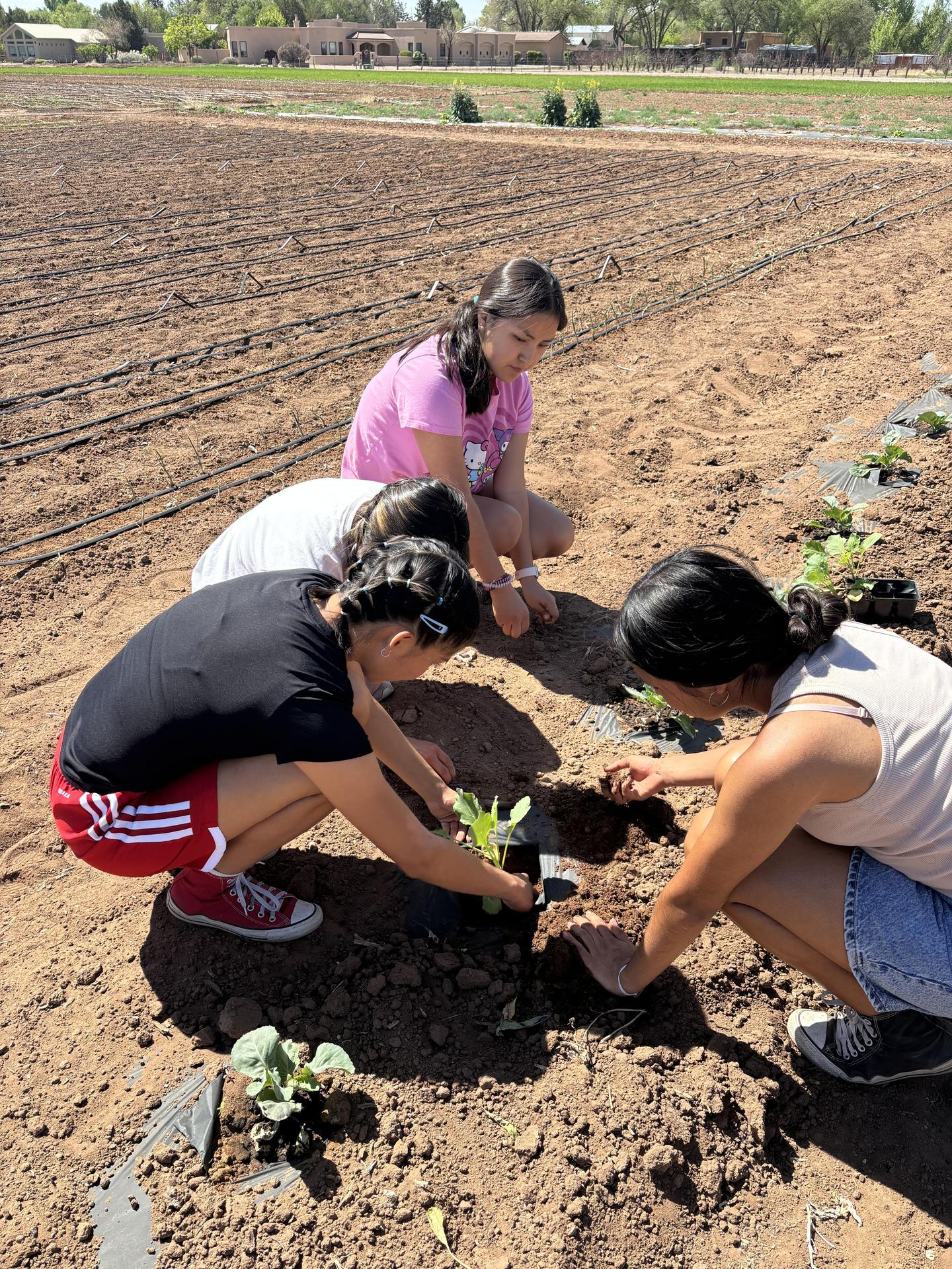 Students Harvesting corn
