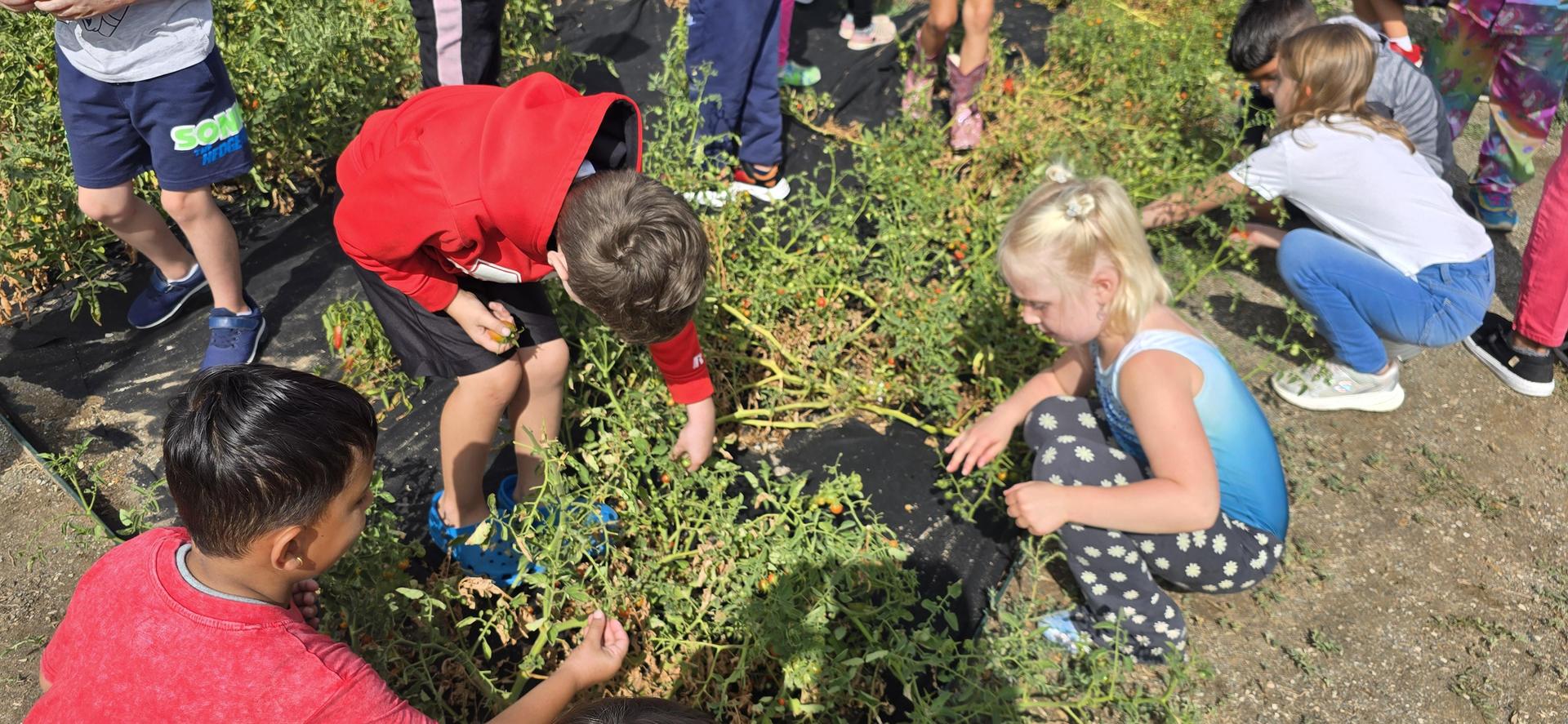 Westgate Students picking tomatoes