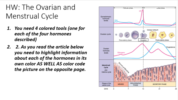 HW Ovarian and Menstrual Cycles.PNG