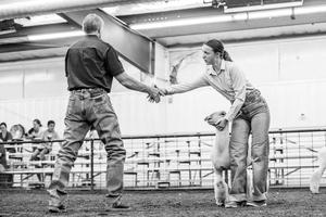 sheep show