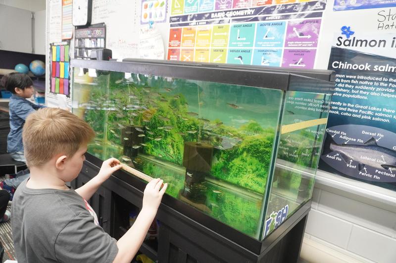 A student holds a ruler up to the fish tank to try to get a measurement of the fish.