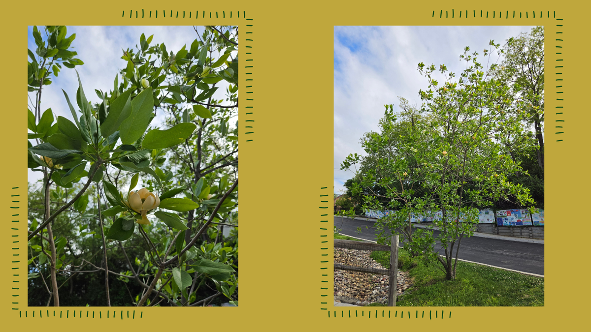 Sweet Bay Magnolia