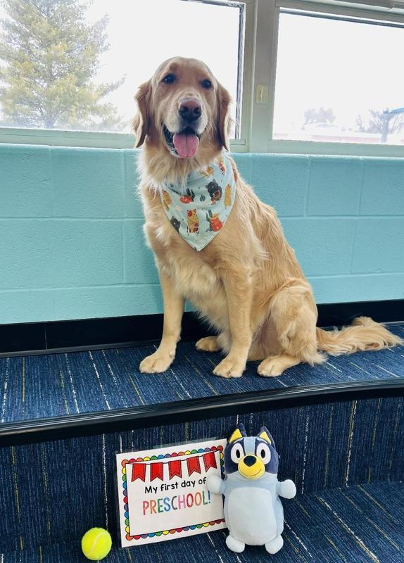 Memphis the therapy dog