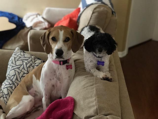 willow and rosie