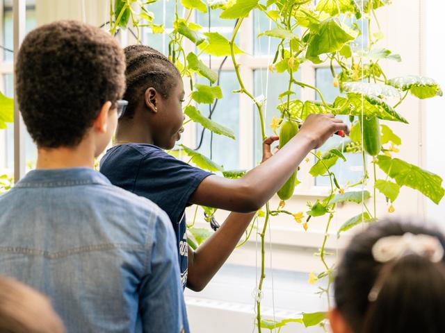 Child reaching for cucumbers while observing plants in a bright indoor garden.