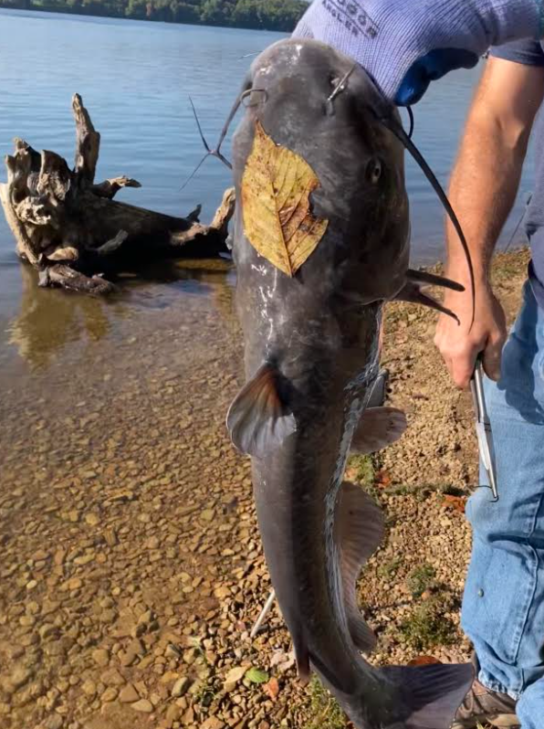 fish