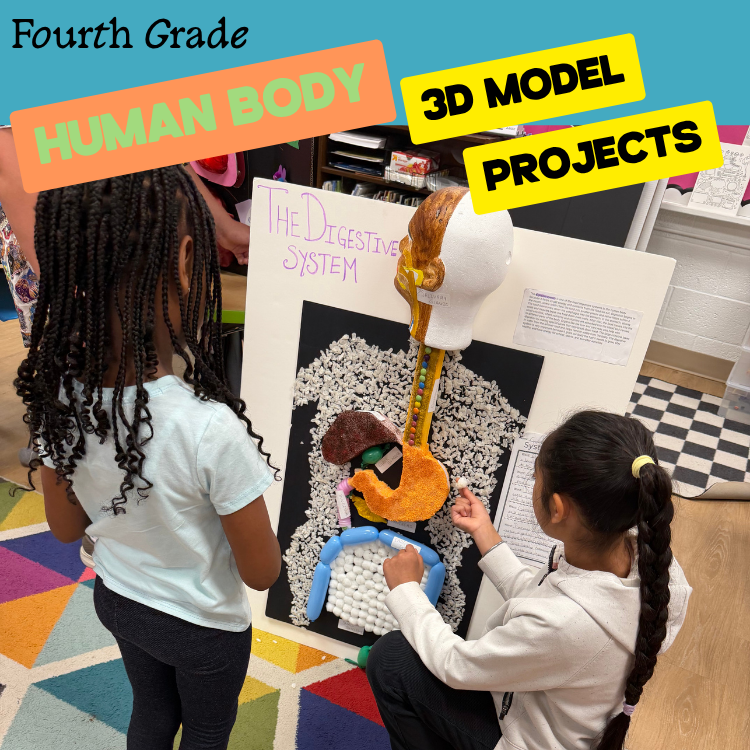 Bringing Biology to Life: 4th Grade’s 3D Human Body Models
