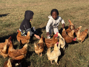 two students crouched down in a grass field, petting brown chickens