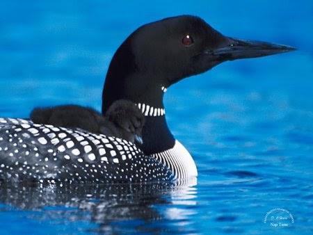 Common Loon