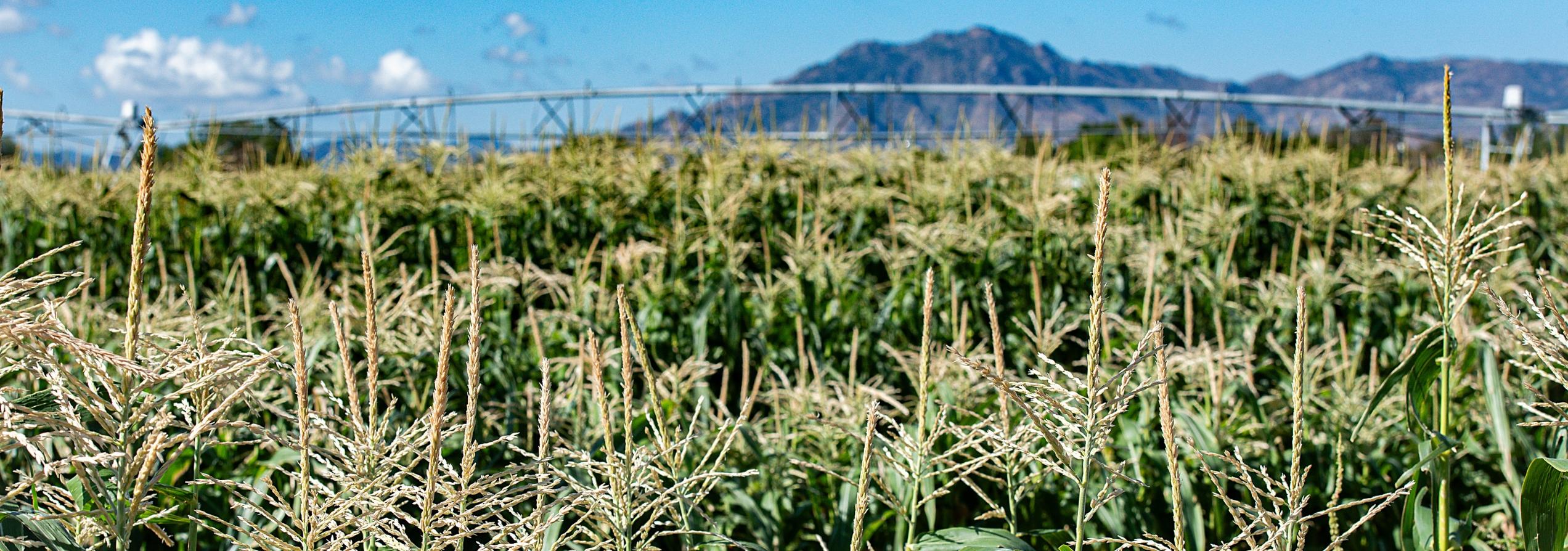 view of corn fields and mountain on cvhs ffa farm