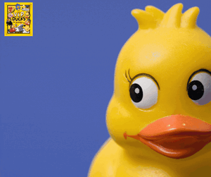Collection of Ducks