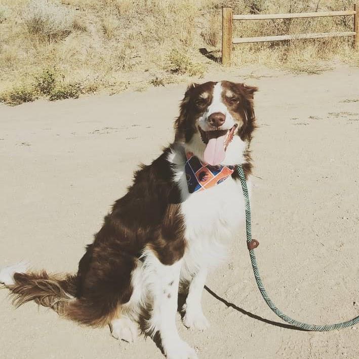 DustyDill's Profile Photo