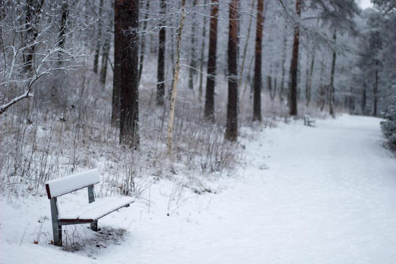 A snow-covered path is lined by trees, with a bench nearby.