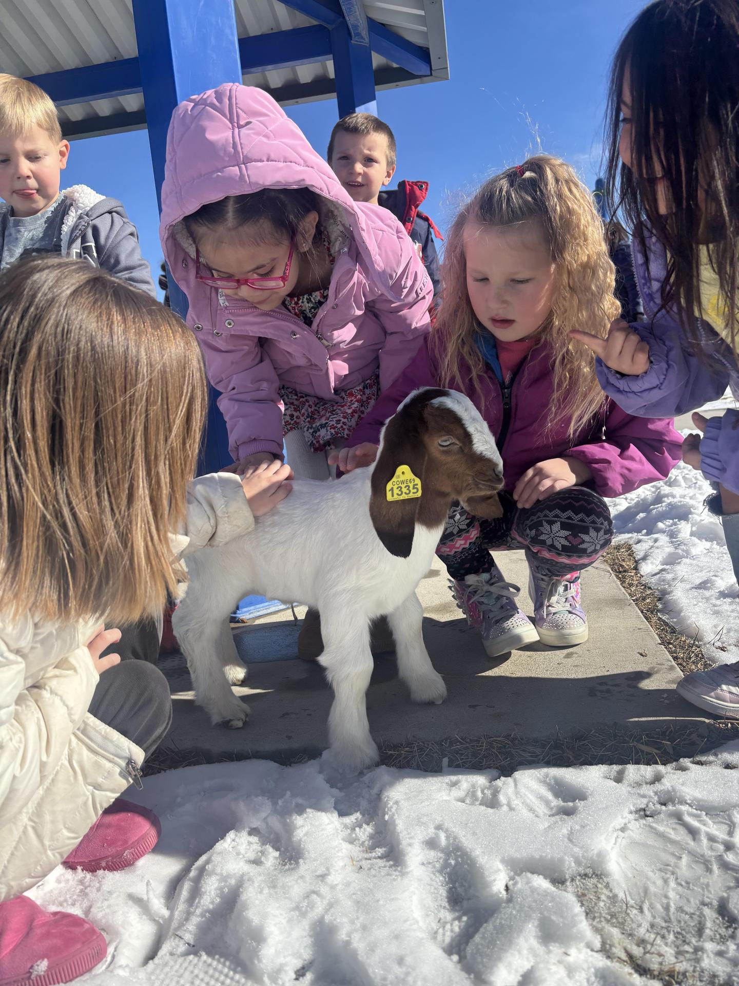 baby goats with students