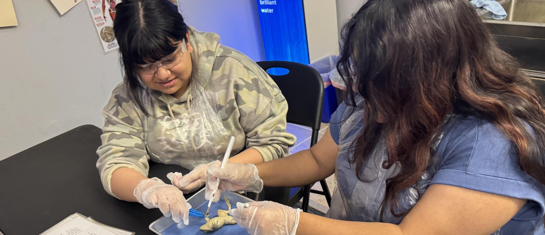 Norwalk students dissecting a frog