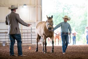 horse show
