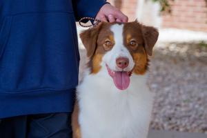 Sawyer Johnson's dog