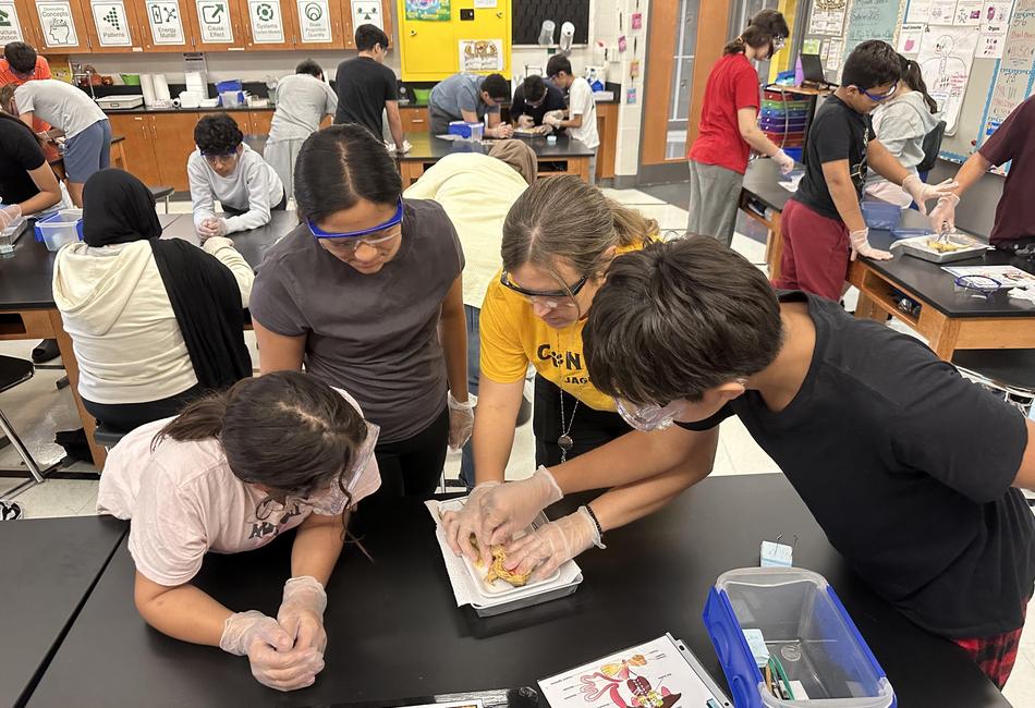 Frog Dissection