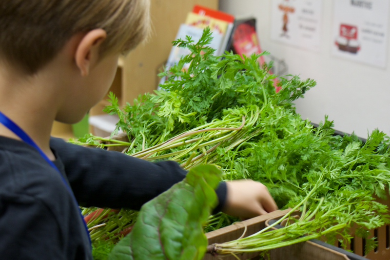 A child picks out a vegetable
