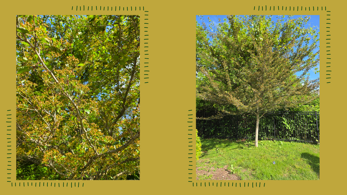 Green Hawthorn