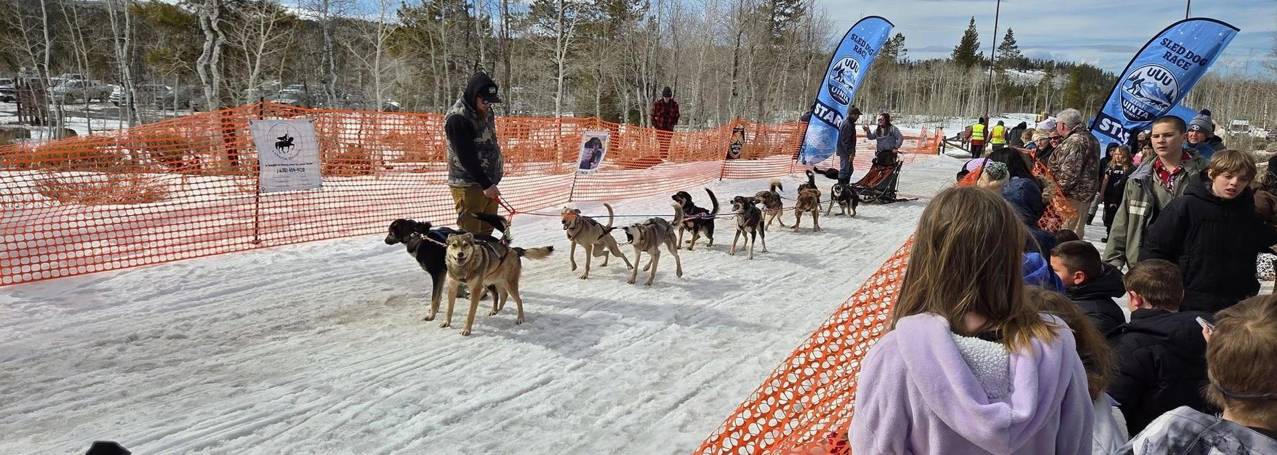 Dogs lined up at a race start, with spectators watching in the snow.