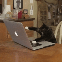 Cat on a laptop