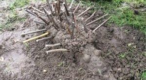 Mud Art