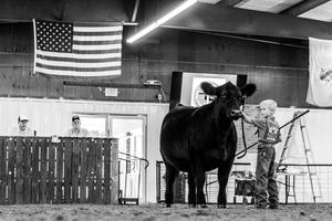 heifer show