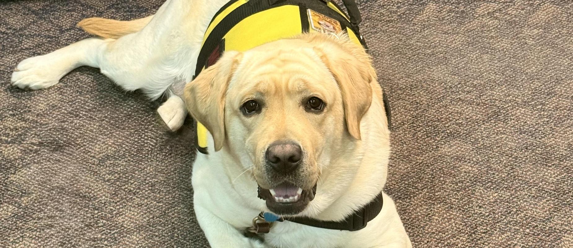 Therapy Dog Mia, English Lab