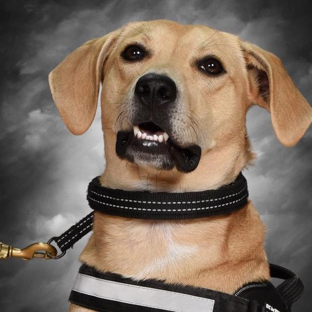 OfficerSimba's Profile Photo