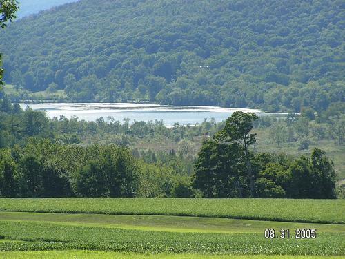  Grassy hill with trees and pond