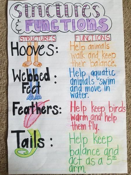 Structures and Functions.jpg
