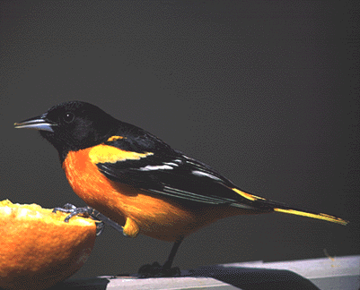 Northern (Baltimore) Oriole