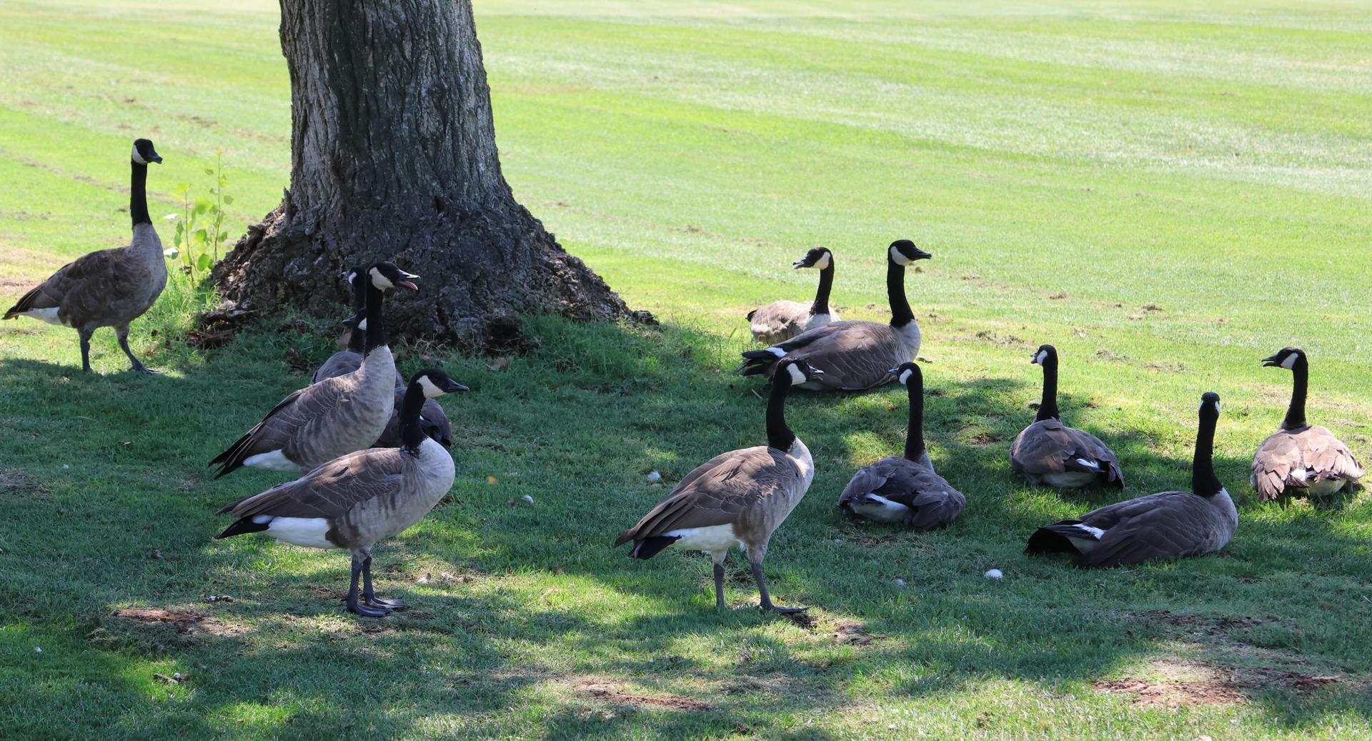 girls playing golf on the pheasant run course