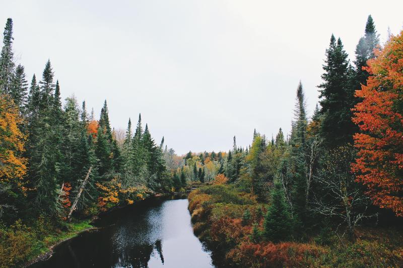 Trees