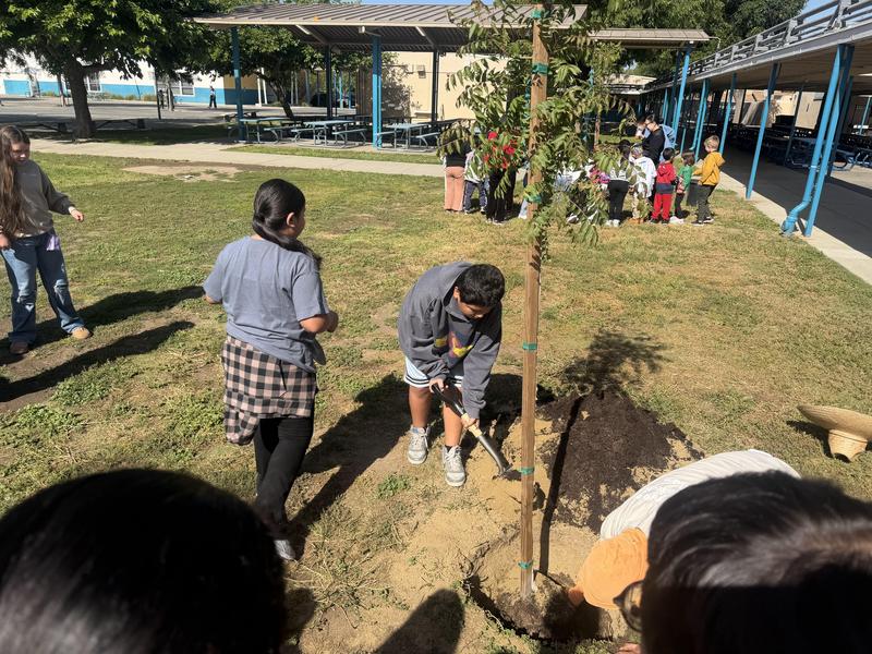 Students planting a tree