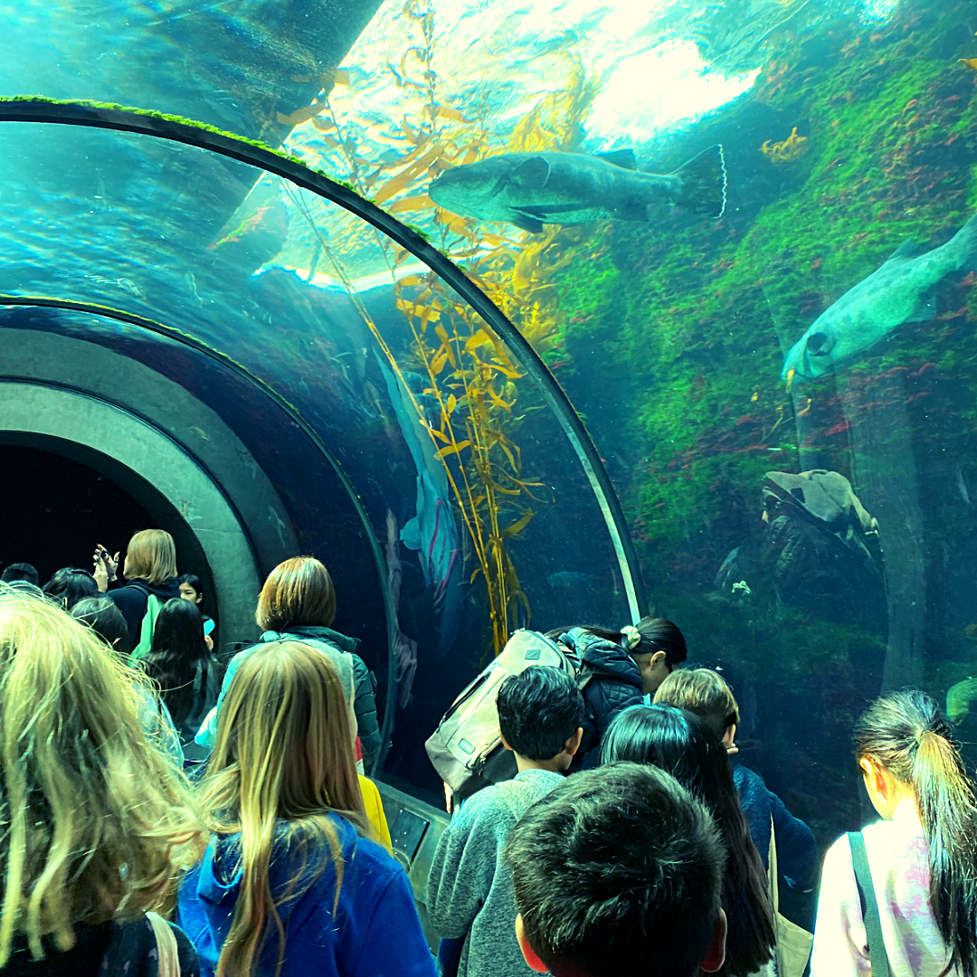 4th grade on a field trip to the california science center looking at the aquarium