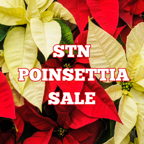STN Poinsettia Fundraiser Featured Photo