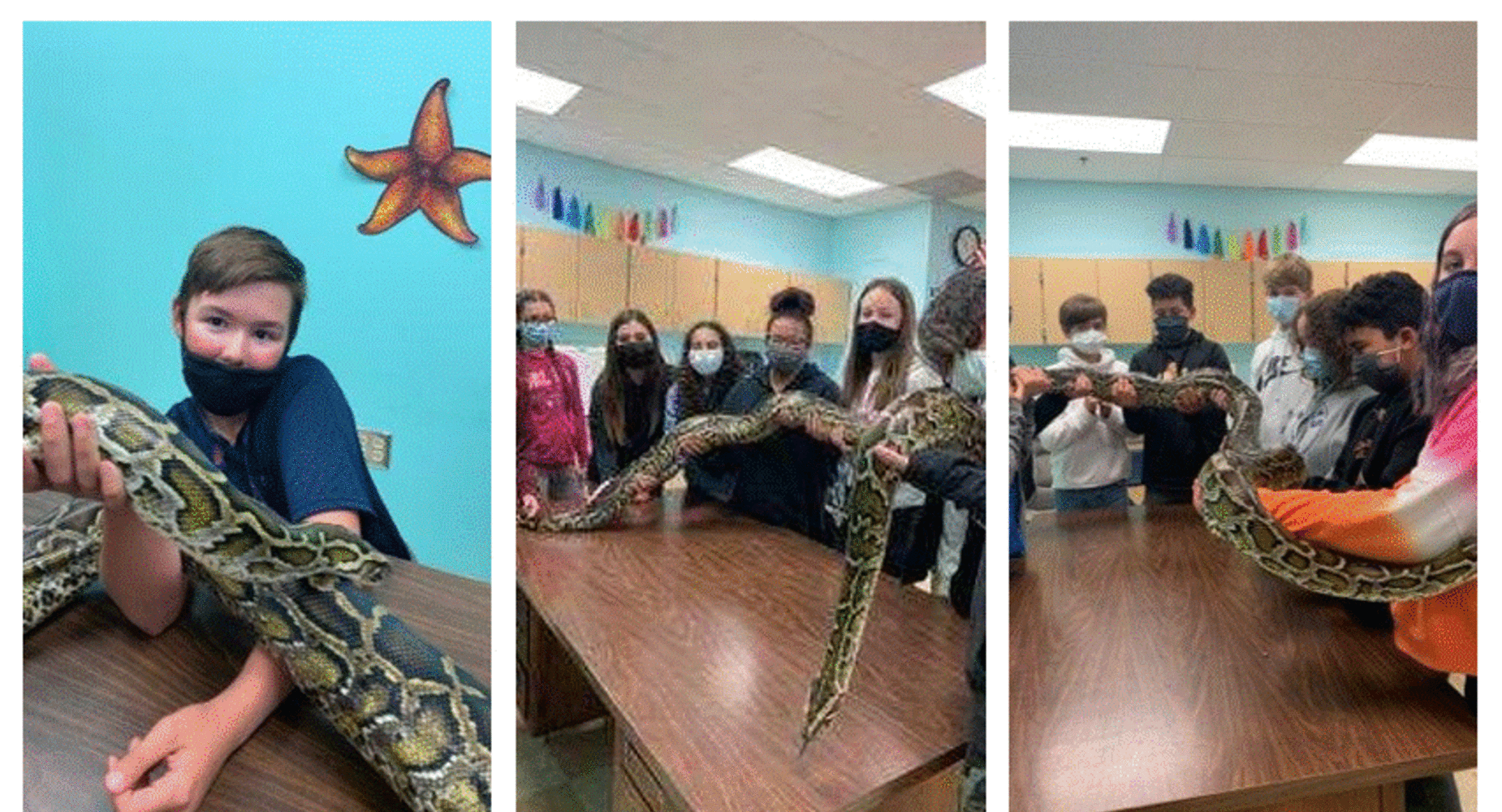 Snakes