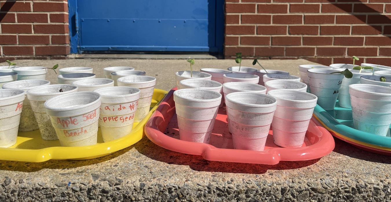 Seedlings in cups arranged on colorful trays outside.