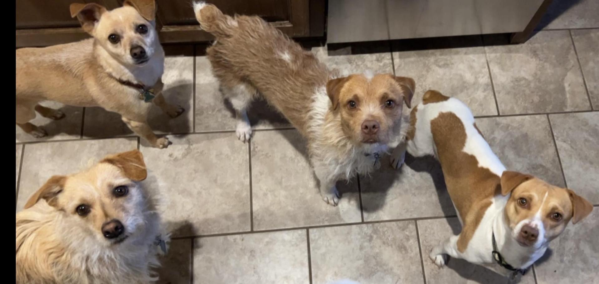 four dogs