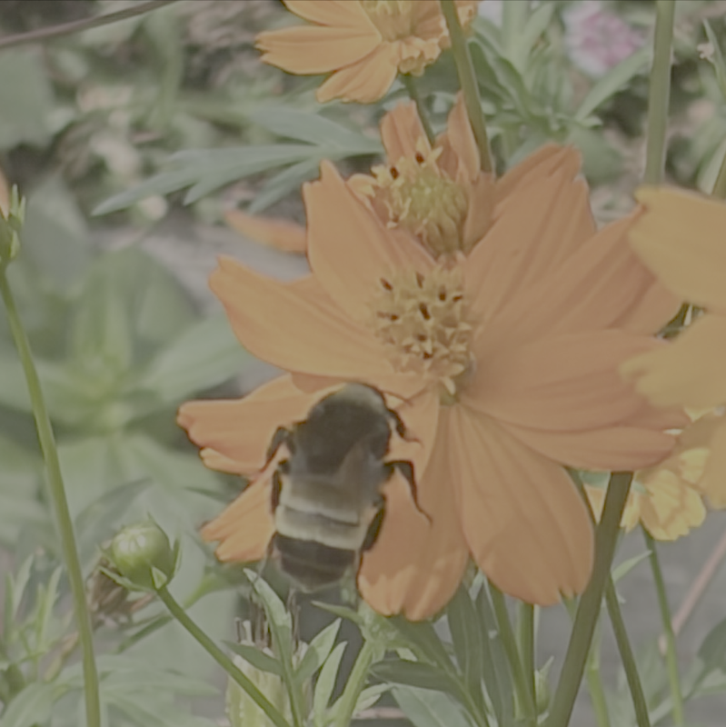 a bumblebee eating nectar of a yellow flower