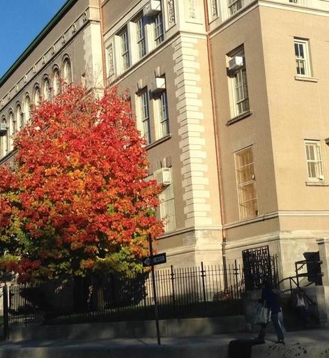Bright red and orange tree in front of a school building on a sunny day.
