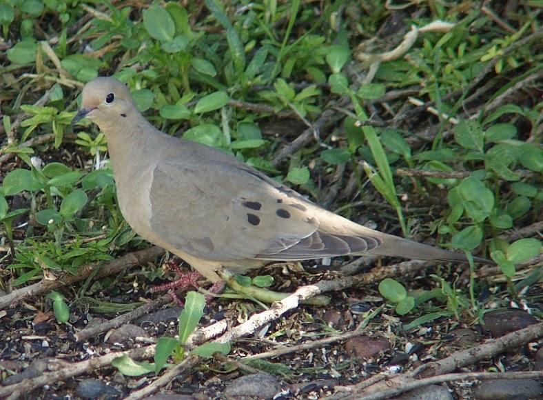 Mourning Dove