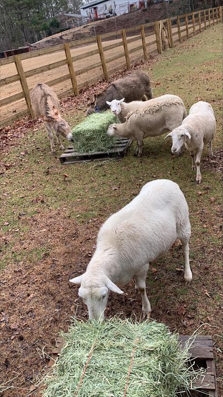 New Faces:  Katahdin Sheep Join the TMSA Community Featured Photo