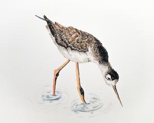Allie Badger, Black Necked Stilt.jpg