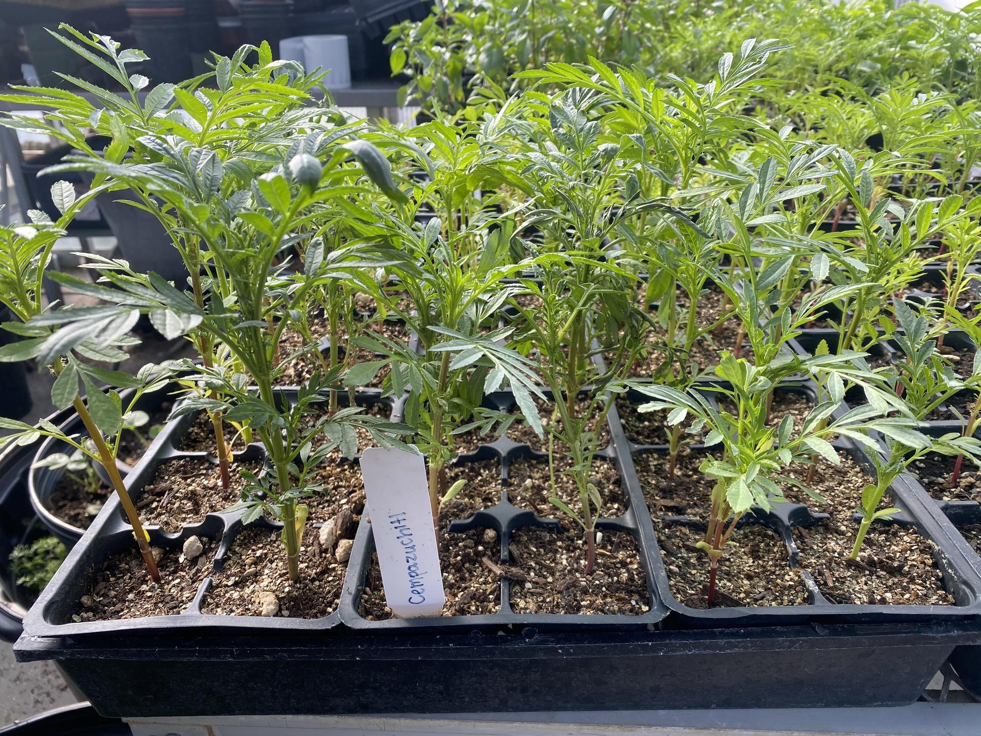 Growing veggies, yum